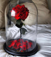 Sleep Beauty Rose