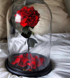 Sleep Beauty Rose