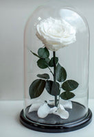 Sleep Beauty Rose
